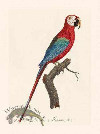 Barraband Parrot 001